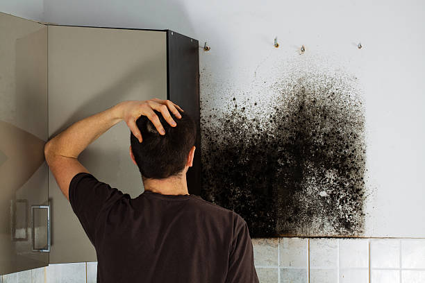 Best Emergency Mold Remediation  in Moss Bluff, LA